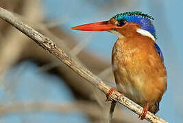 Malachite Kingfisher