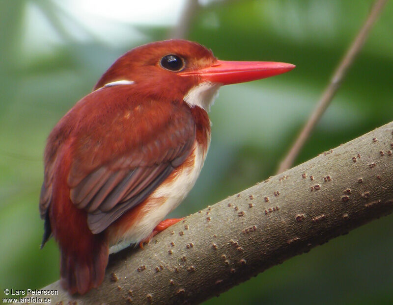 Madagascan Pygmy Kingfisher