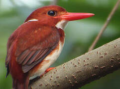 Madagascan Pygmy Kingfisher