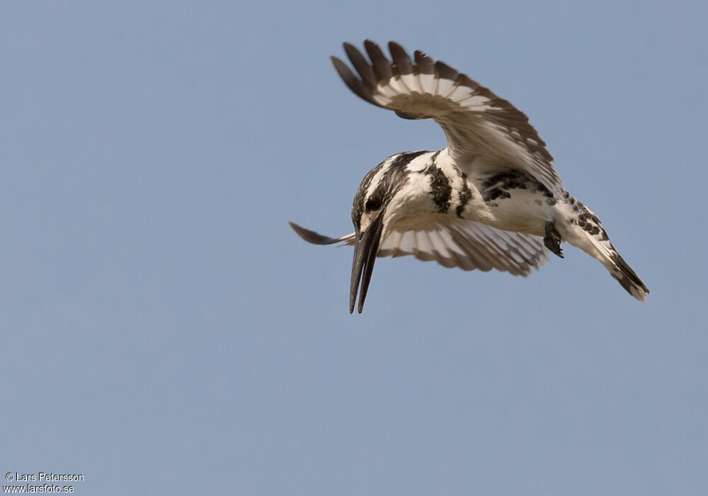 Pied Kingfisher