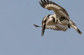 Pied Kingfisher