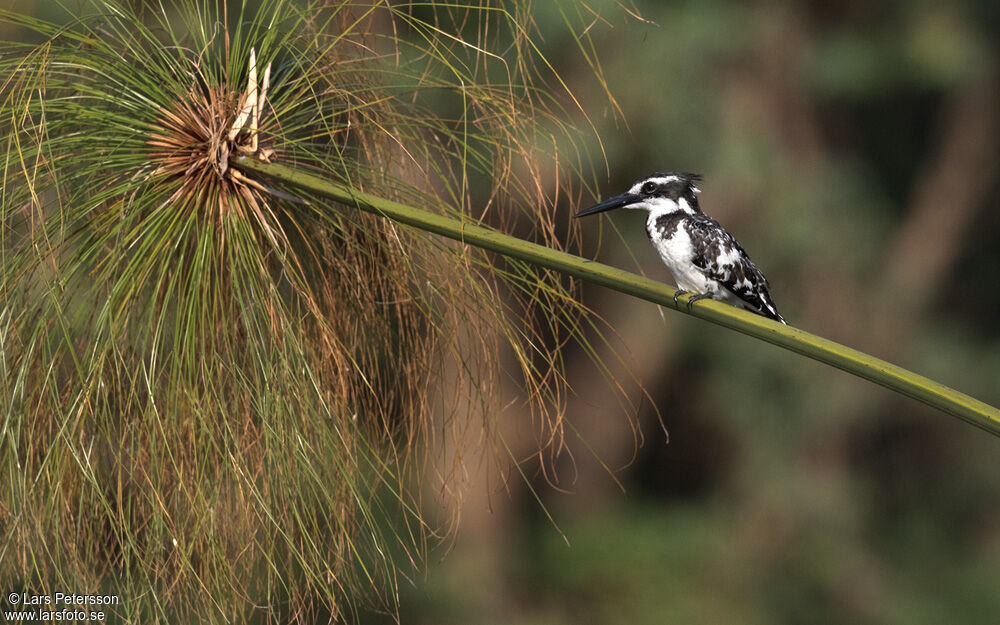 Pied Kingfisher