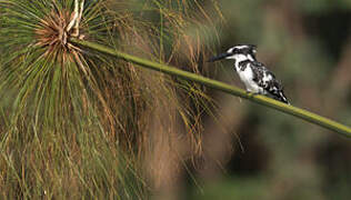 Pied Kingfisher