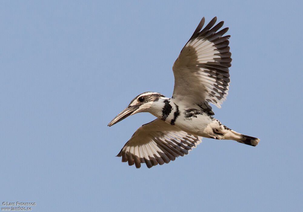 Pied Kingfisher