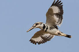 Pied Kingfisher