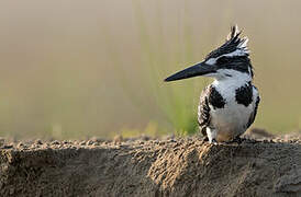 Pied Kingfisher