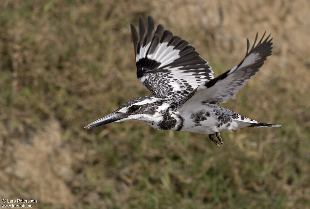 Pied Kingfisher