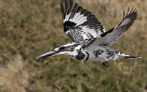 Pied Kingfisher