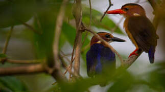 African Pygmy Kingfisher