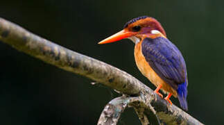 African Pygmy Kingfisher