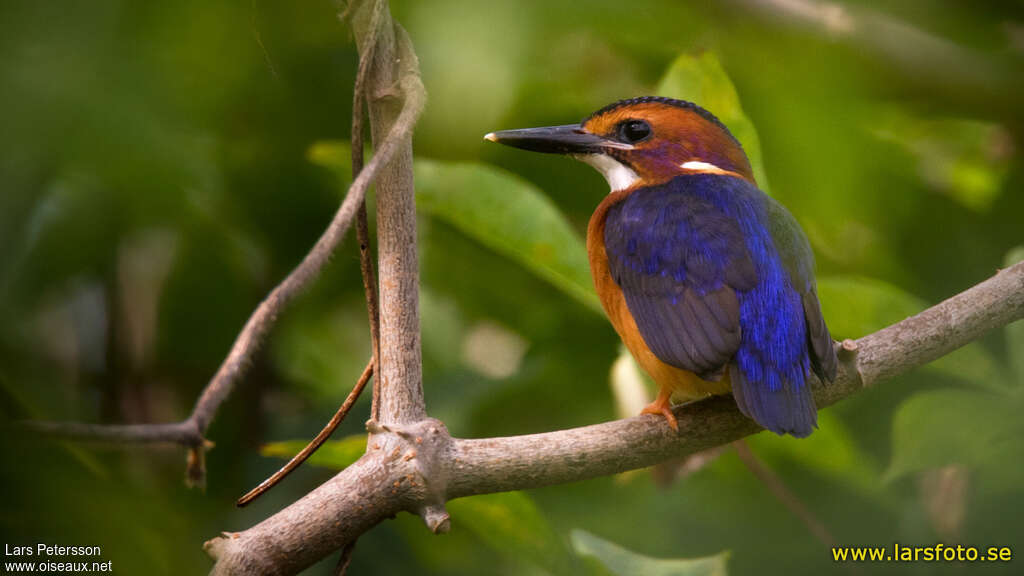 African Pygmy Kingfisheradult, pigmentation