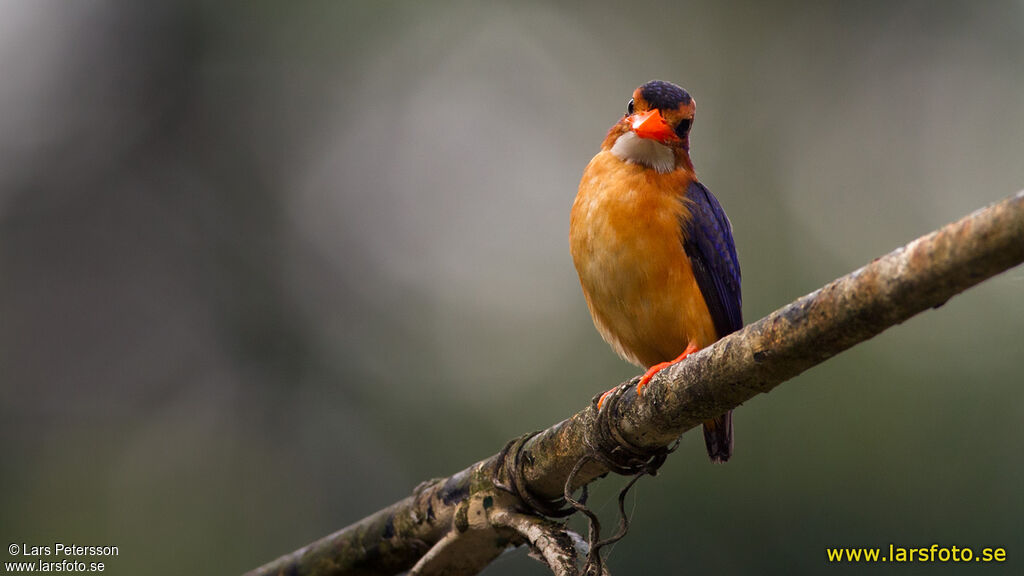 African Pygmy Kingfisher