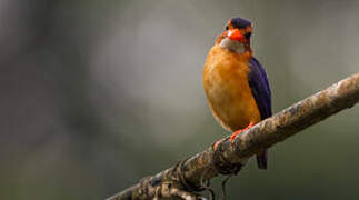 African Pygmy Kingfisher