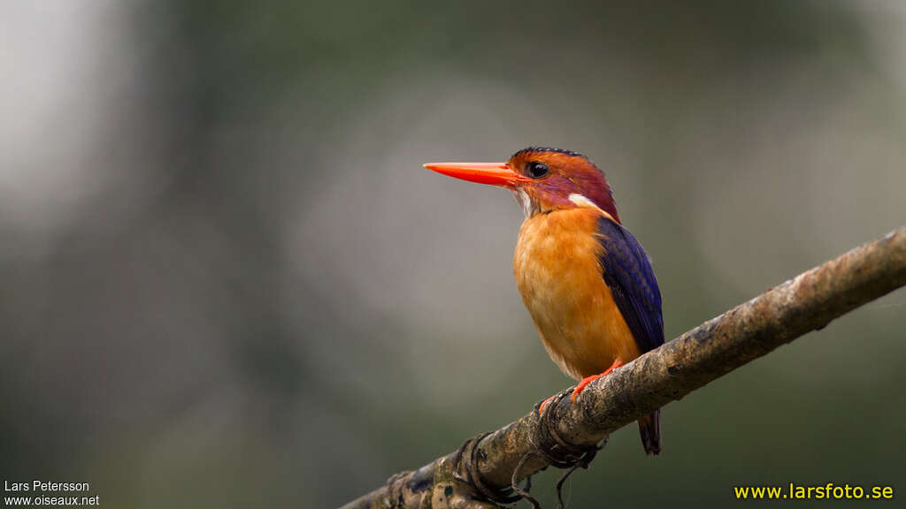 African Pygmy Kingfisheradult