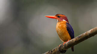 African Pygmy Kingfisher