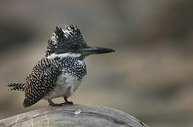 Crested Kingfisher