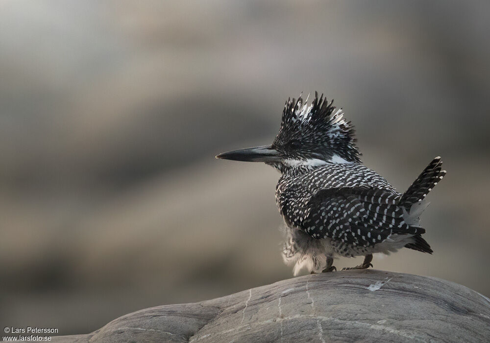 Crested Kingfisher