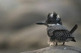 Crested Kingfisher