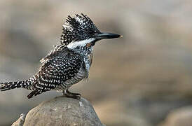 Crested Kingfisher