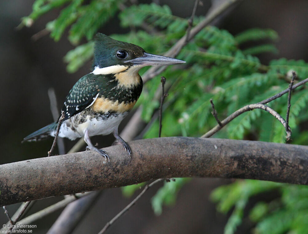 Green Kingfisher