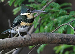 Green Kingfisher