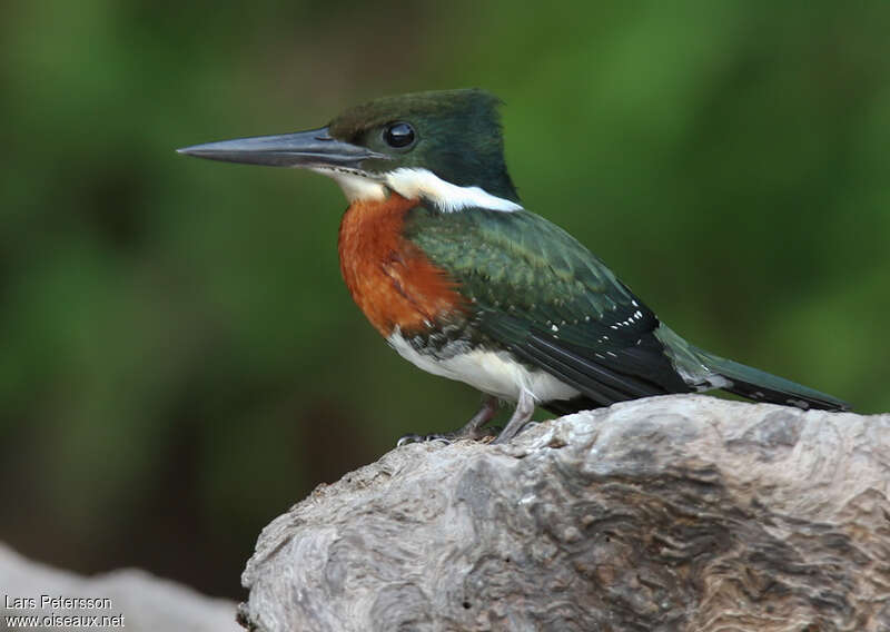 Green Kingfisher male adult, identification