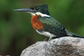 Green Kingfisher