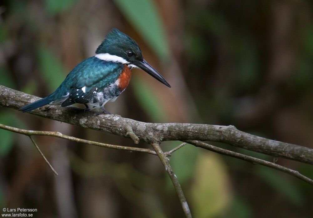 Green Kingfisher