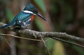 Green Kingfisher