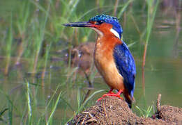 Malagasy Kingfisher