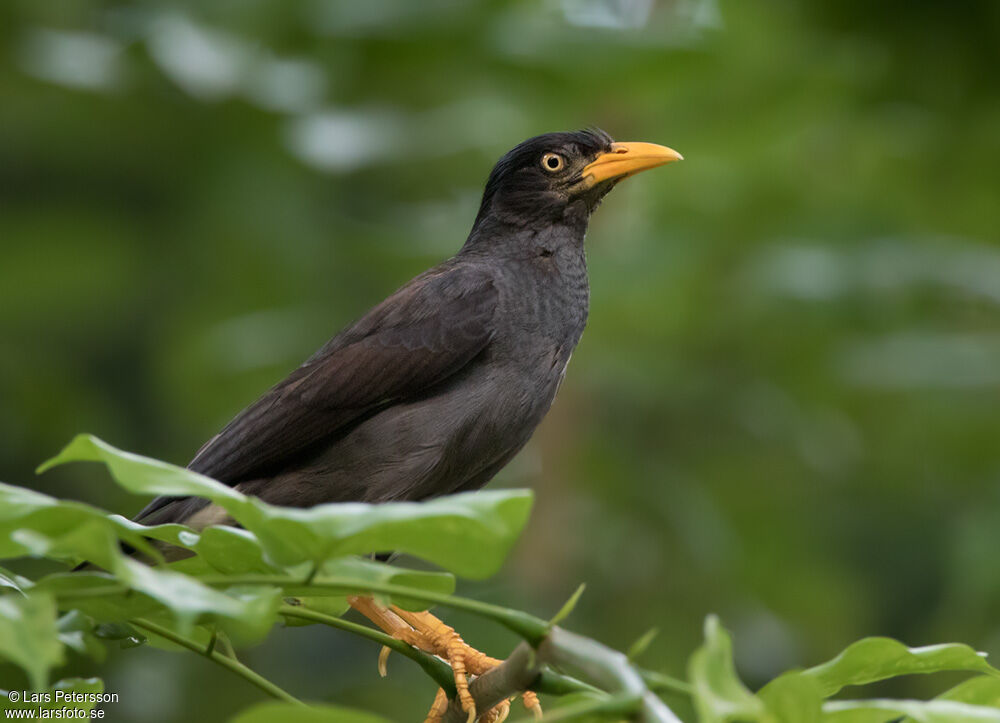 Javan Myna