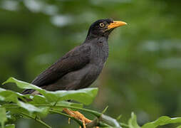 Javan Myna