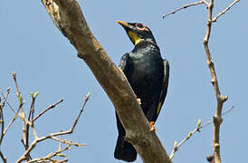 Golden-crested Myna