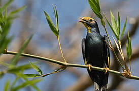 Golden-crested Myna