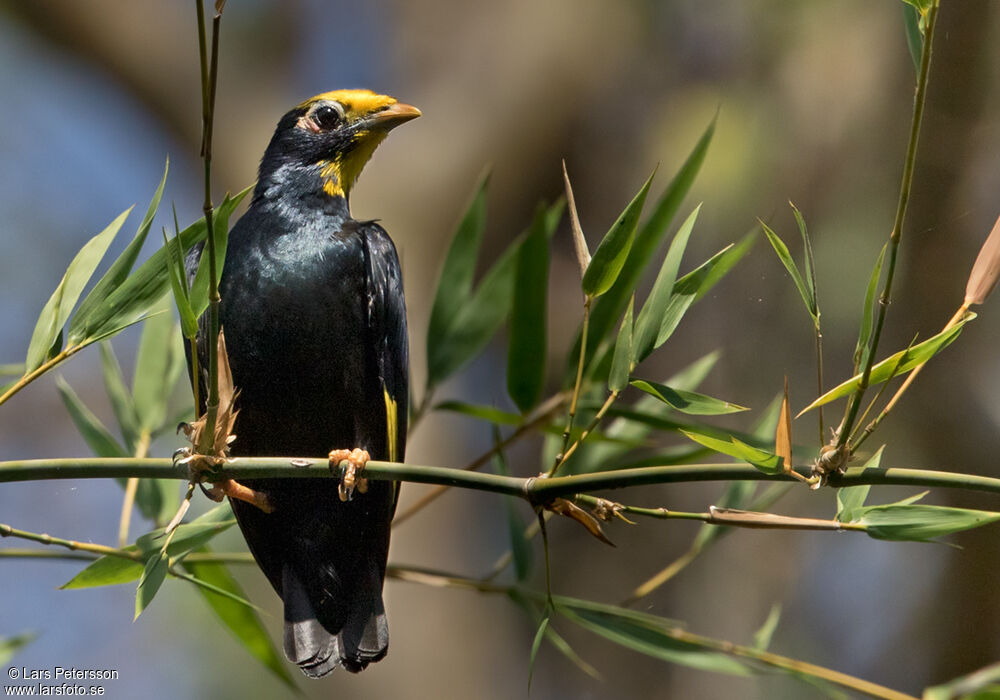 Golden-crested Myna