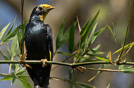 Golden-crested Myna