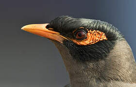 Bank Myna