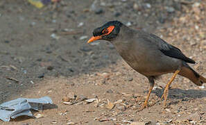 Bank Myna