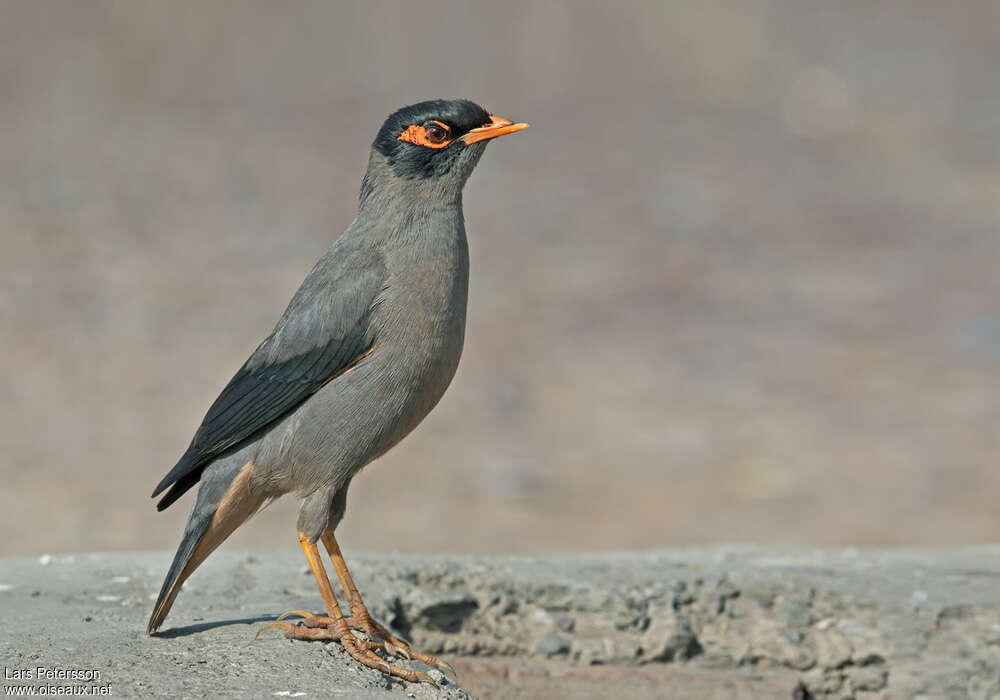 Martin des bergesadulte, identification