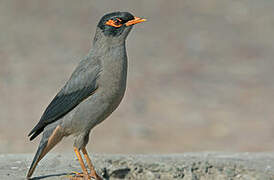 Bank Myna