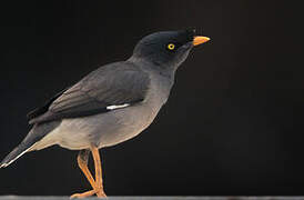 Jungle Myna