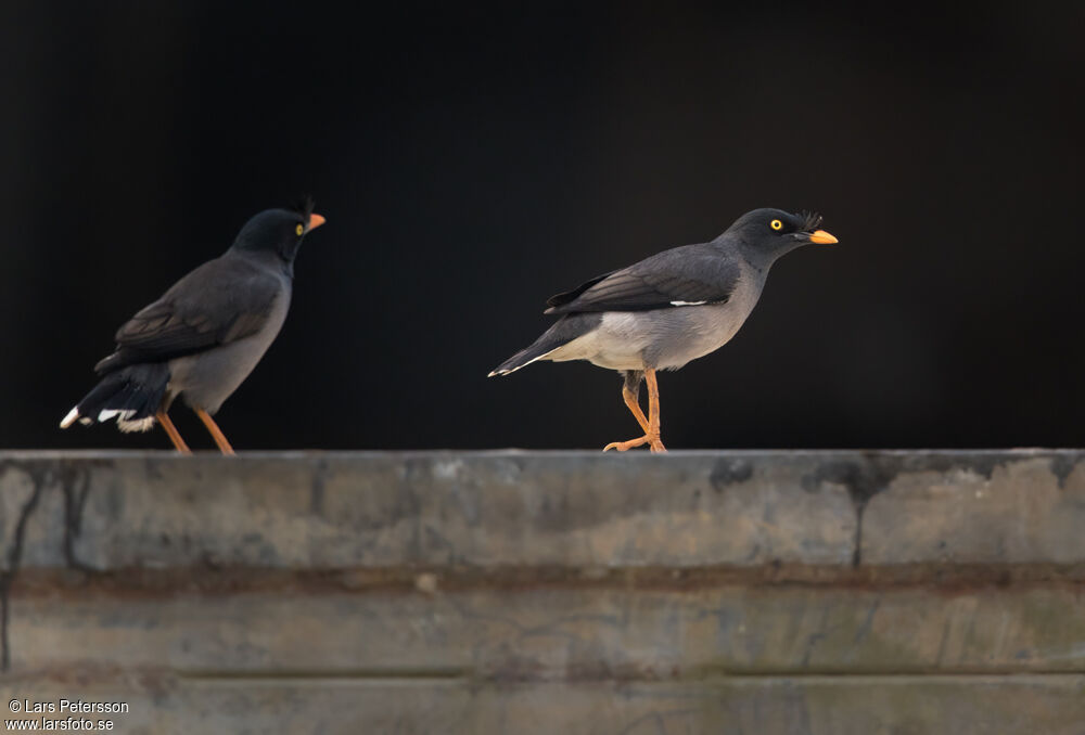 Jungle Myna