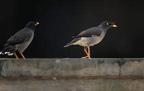 Jungle Myna