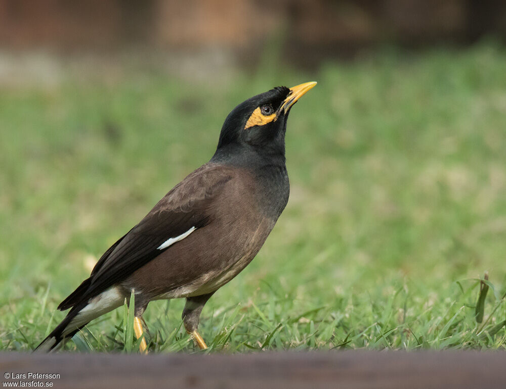 Common Myna