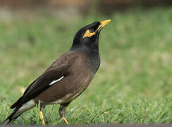 Common Myna