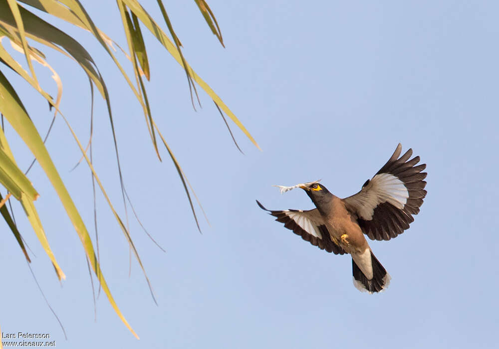 Common Mynaadult, Reproduction-nesting