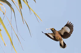 Common Myna