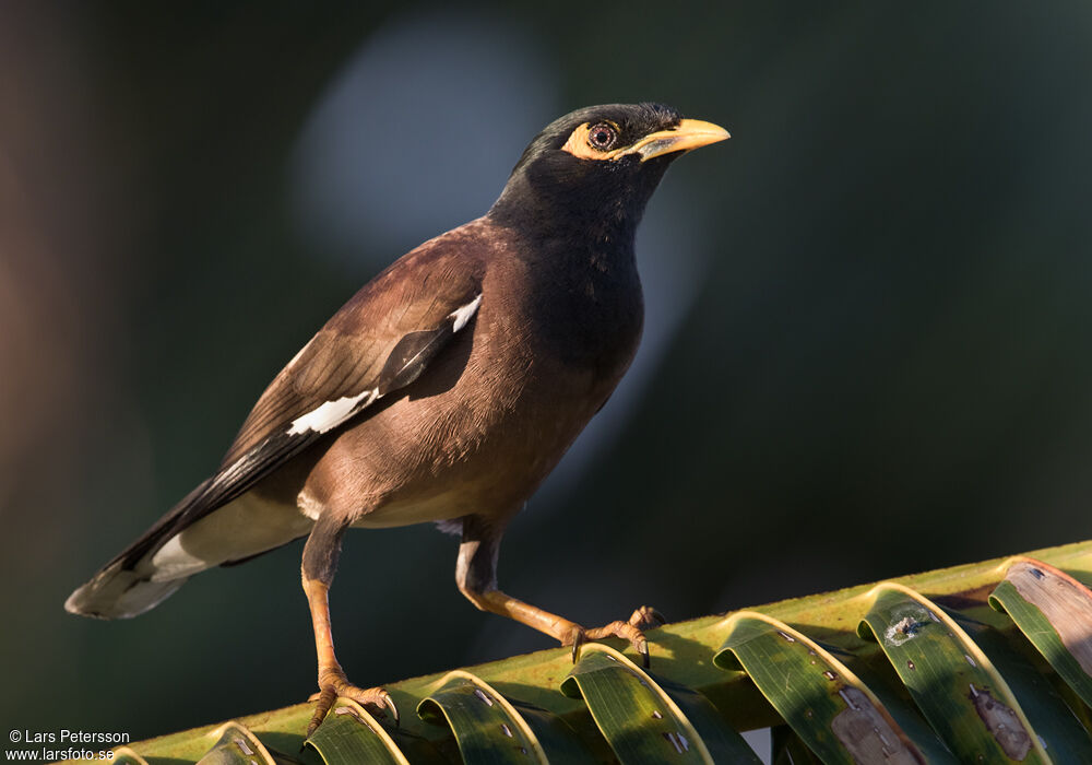 Common Myna