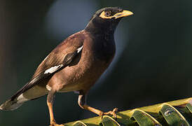 Common Myna