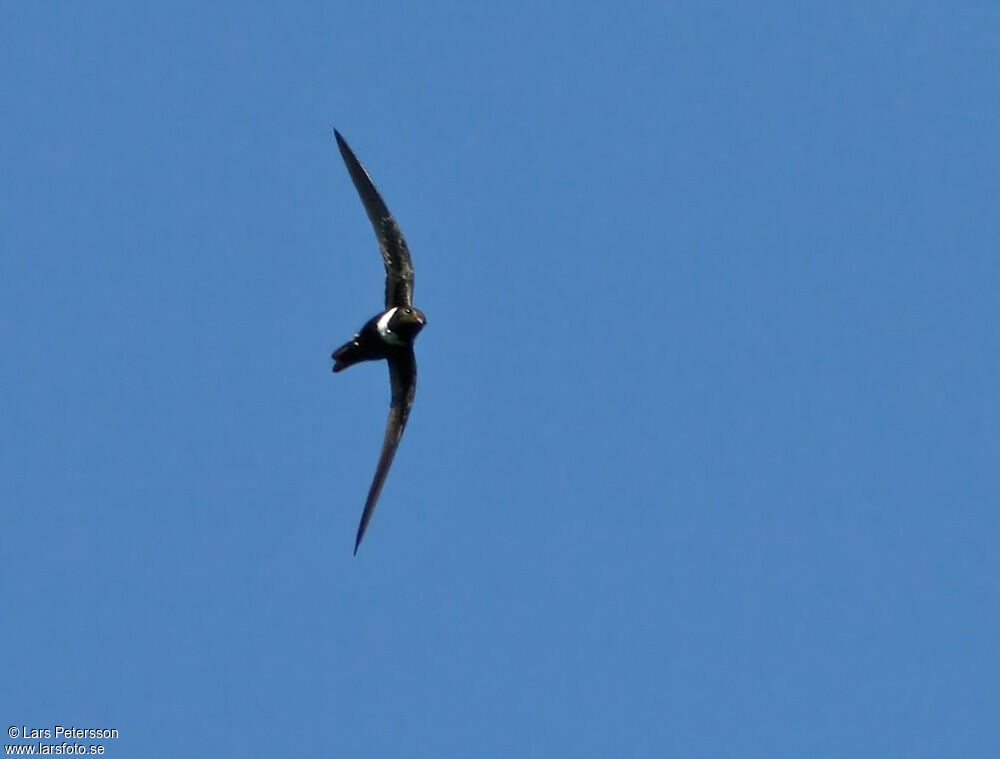 White-collared Swift